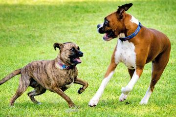 Off Leash Dog Parks In Winter Haven Fl Bringfido