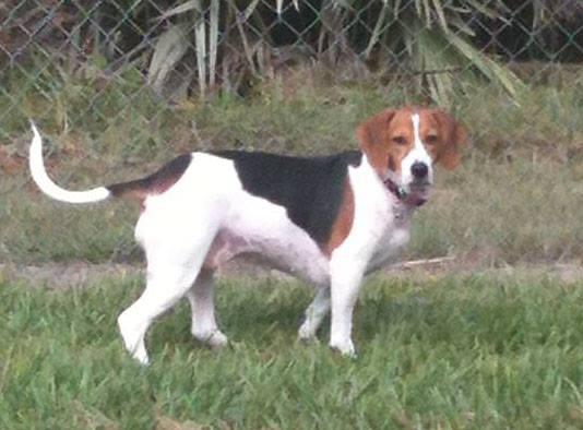 Bark Park At Veterinary Healthcare Associates