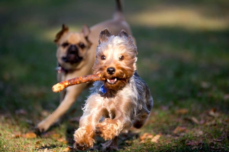 Bark Park At Veterinary Healthcare Associates