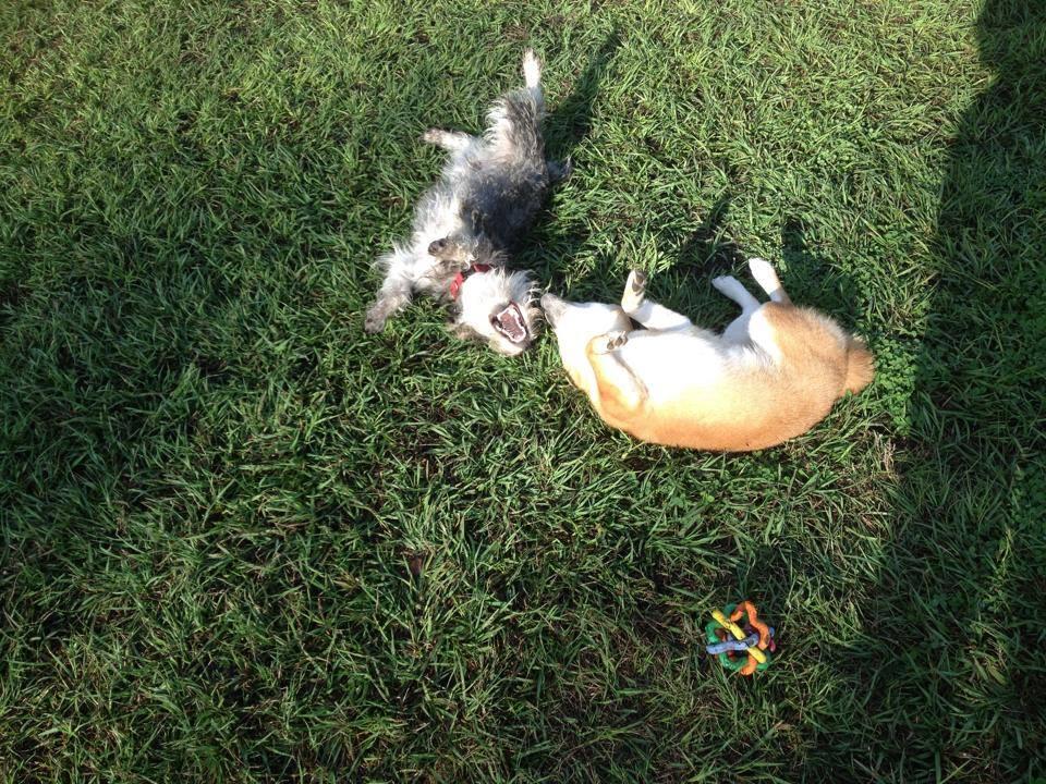 Bark Park At Veterinary Healthcare Associates