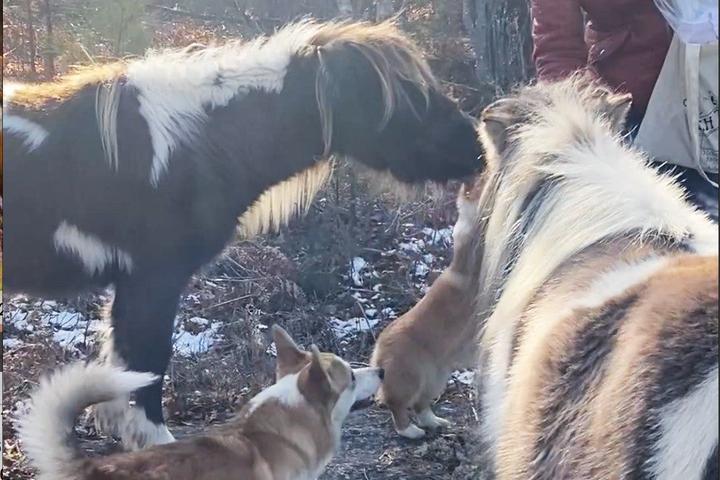 Pet Friendly Forest Fairies with Corgis and Ponies