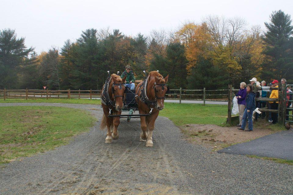 Carriages of Acadia - Home page for horse carriage rides at Acadia