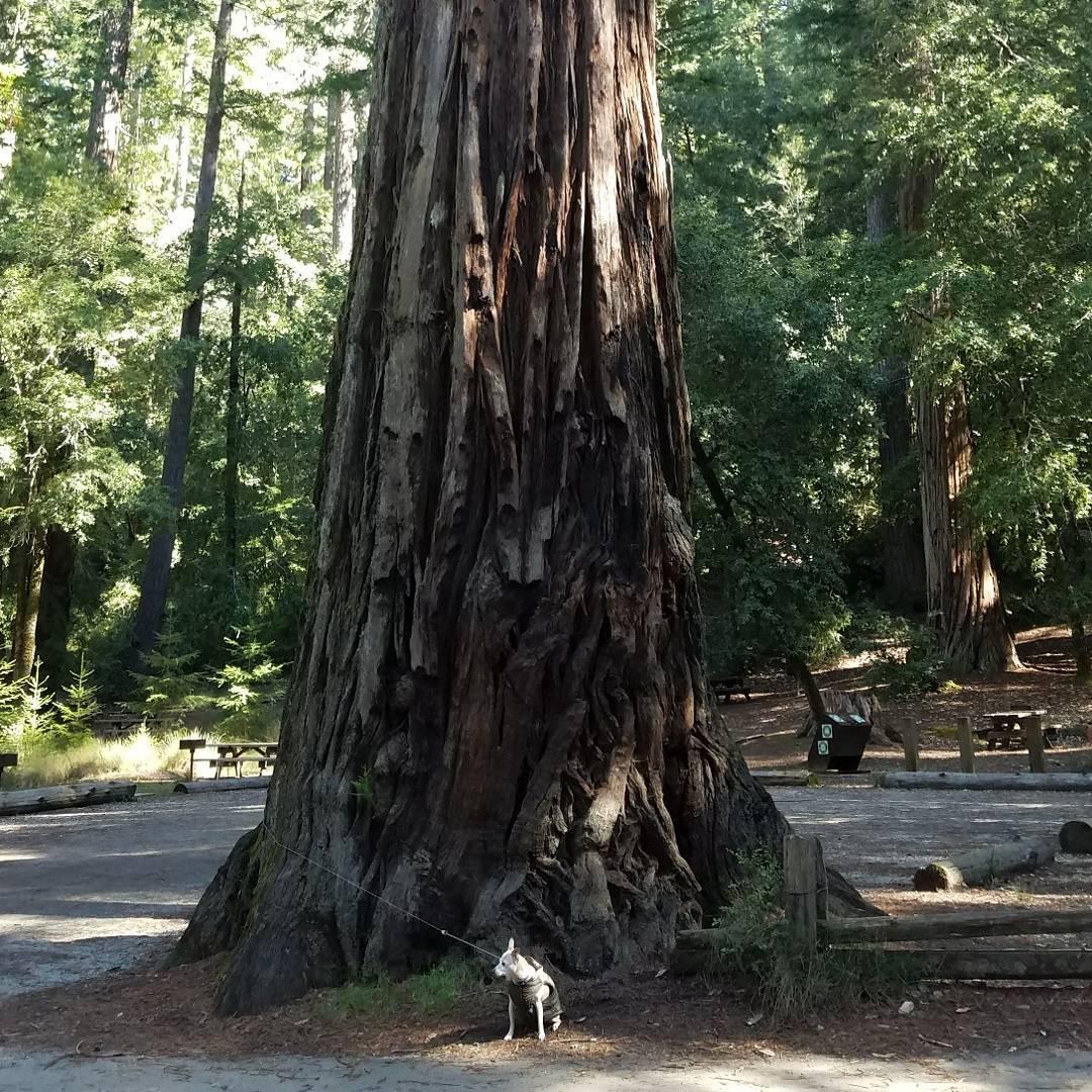 big basin dog boarding