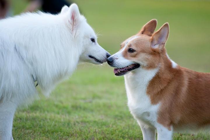 Pet Friendly Montville Township Dog Park