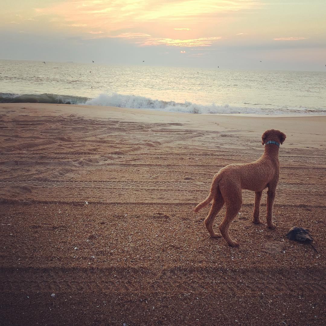 Cape Henlopen State Park