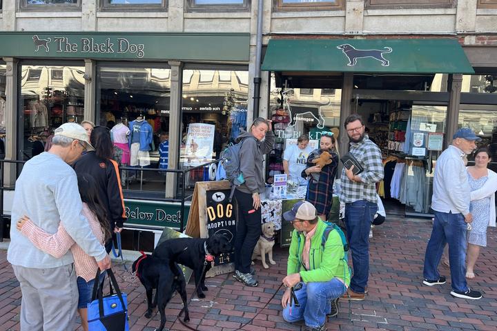 Dog Friendly Activities in Boston: Explore Best Spots