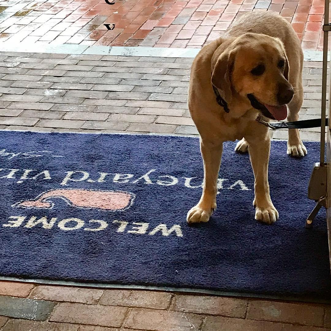 vineyard vines dog bed