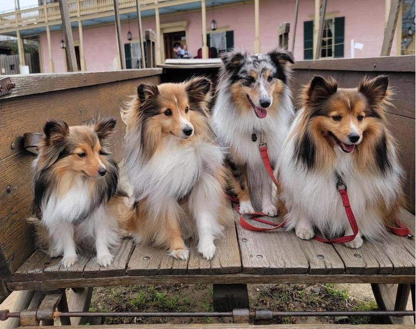 Pet Friendly Old Town San Diego State Historic Park