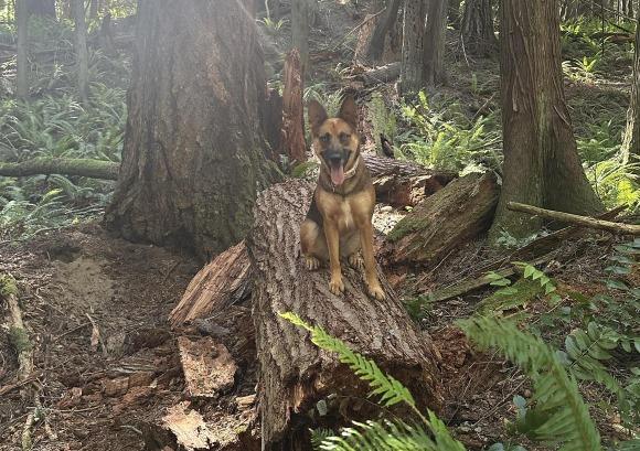 Pet Friendly Lake Padden Park Dog Park