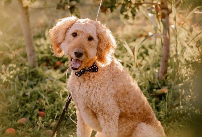 Pet Friendly Justus Orchard