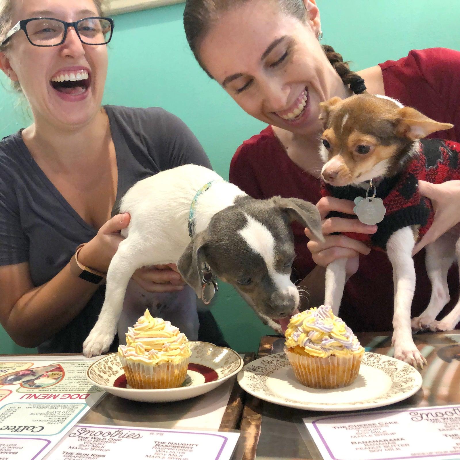 Dog Friendly Activities In Montreal Qc Bringfido