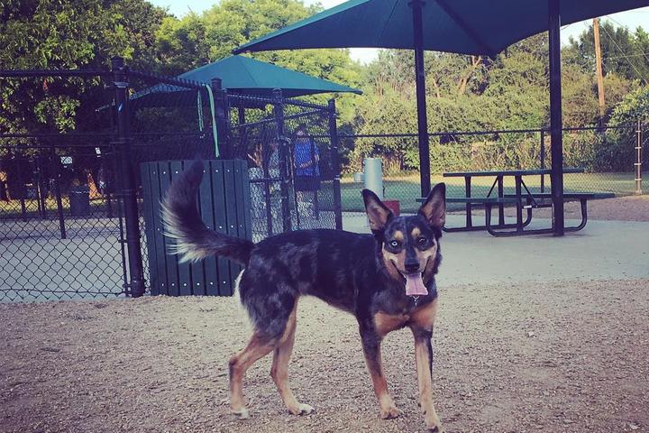 Pet Friendly Tipps Canine Hollow Dog Park at Northfield Park
