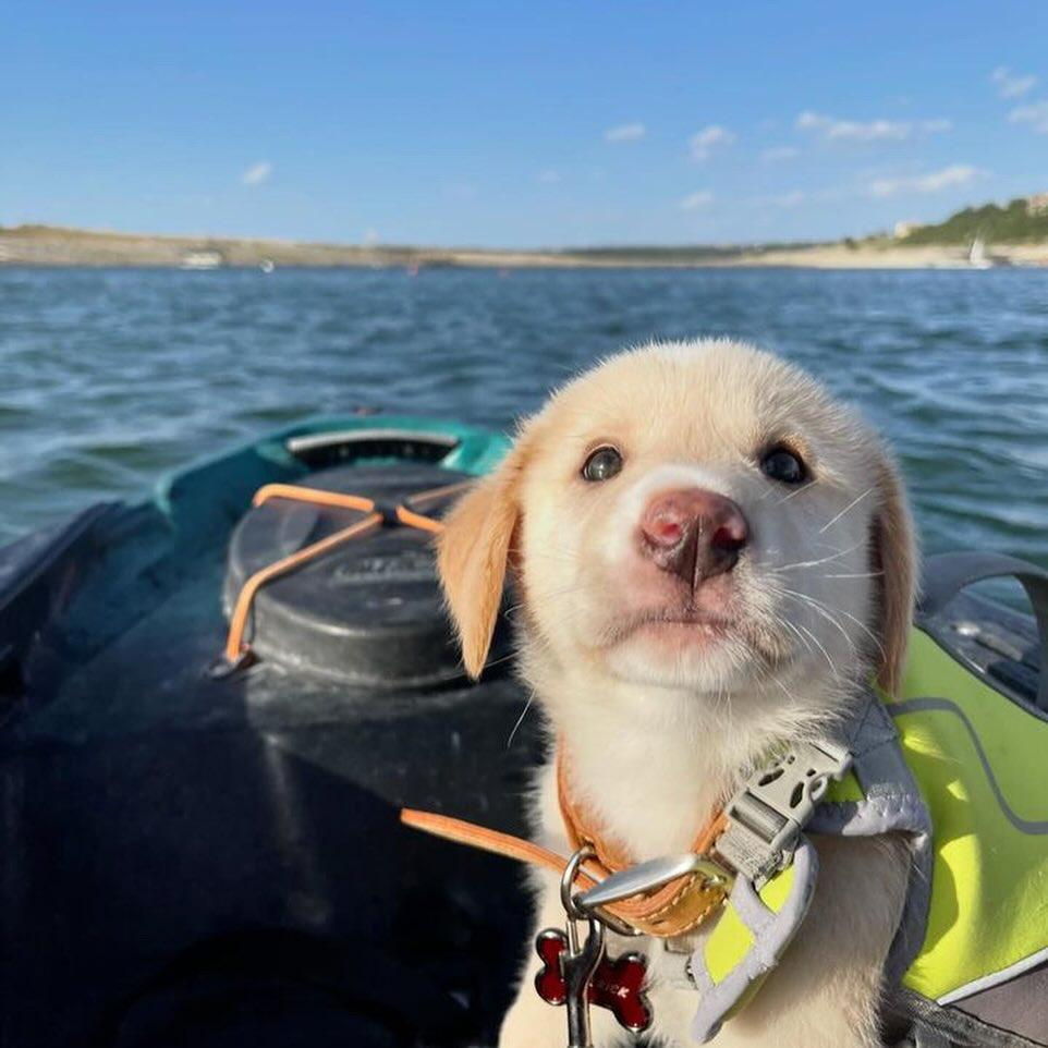 Dog Friendly Activities Austin: Unleash Adventure & Fun