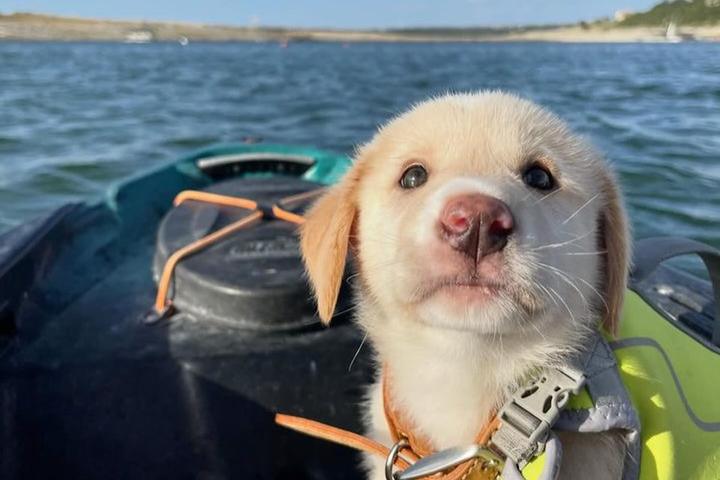 Dog Friendly Activities Austin: Unleash Adventure & Fun