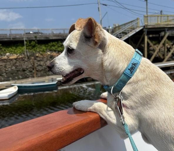 Pet Friendly Finestkind Scenic Cruises