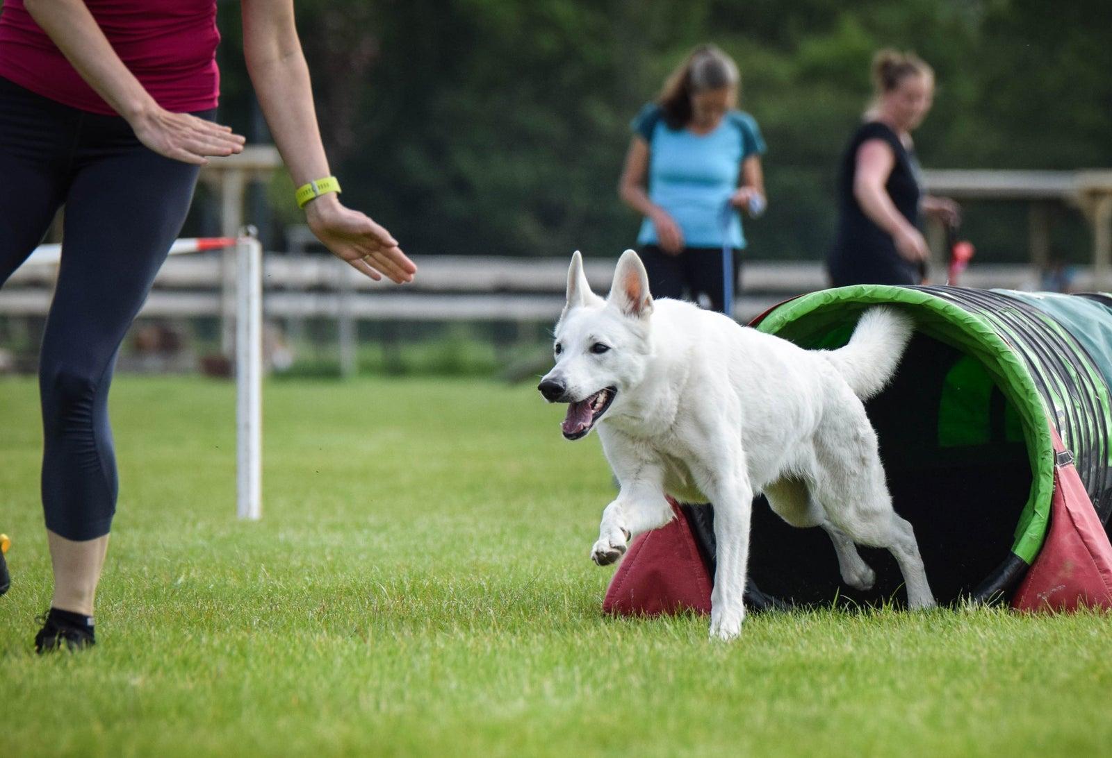 Pet Friendly Canine Workshop & Pre-set Agility Obstacle Course