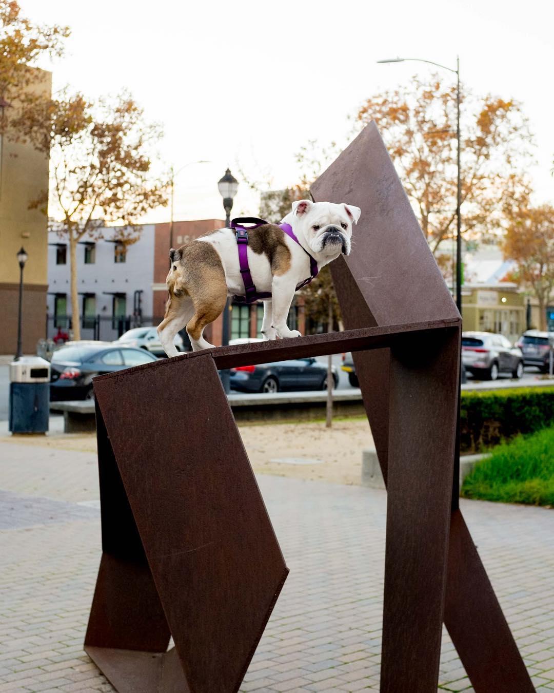 Pet Friendly Public Art San Jose