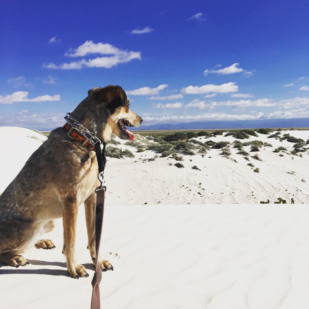 are dogs allowed at white sands national monument