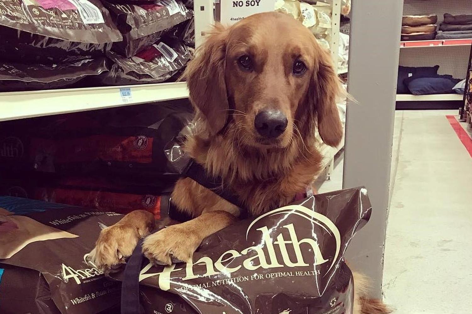 Are Dogs Allowed In Tractor Supply are-dogs-allowed-in-tractor-supply