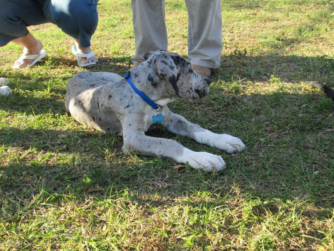 Lexington Terrace Dog Park