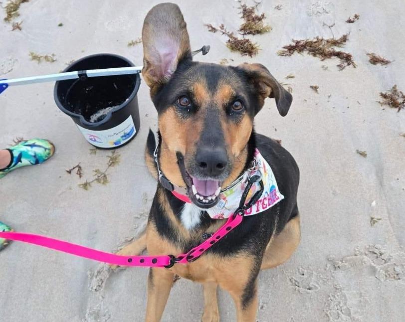 Pet Friendly Ormond Beach