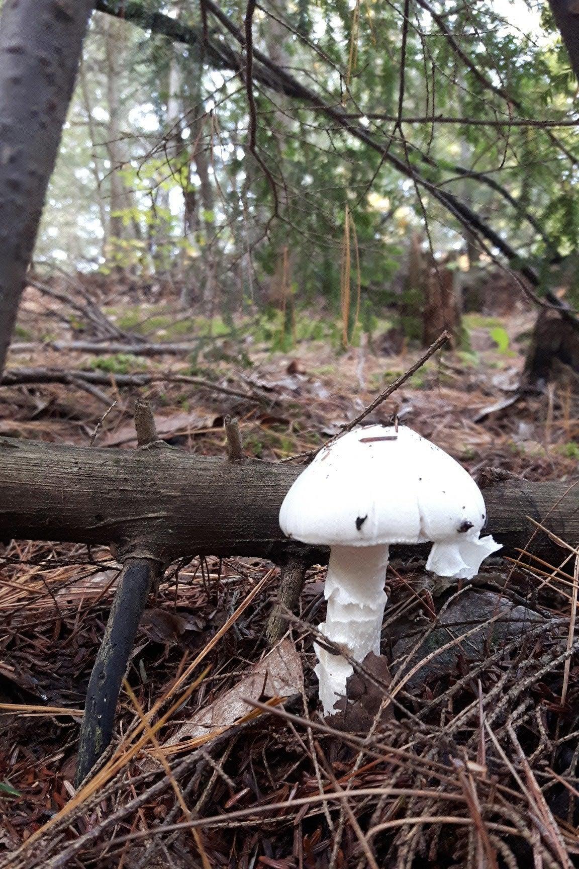 Pet Friendly Mushroom Foraging in Laurentians Forest