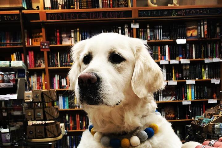 Pet Friendly Maine Coast Book Shop & Cafe