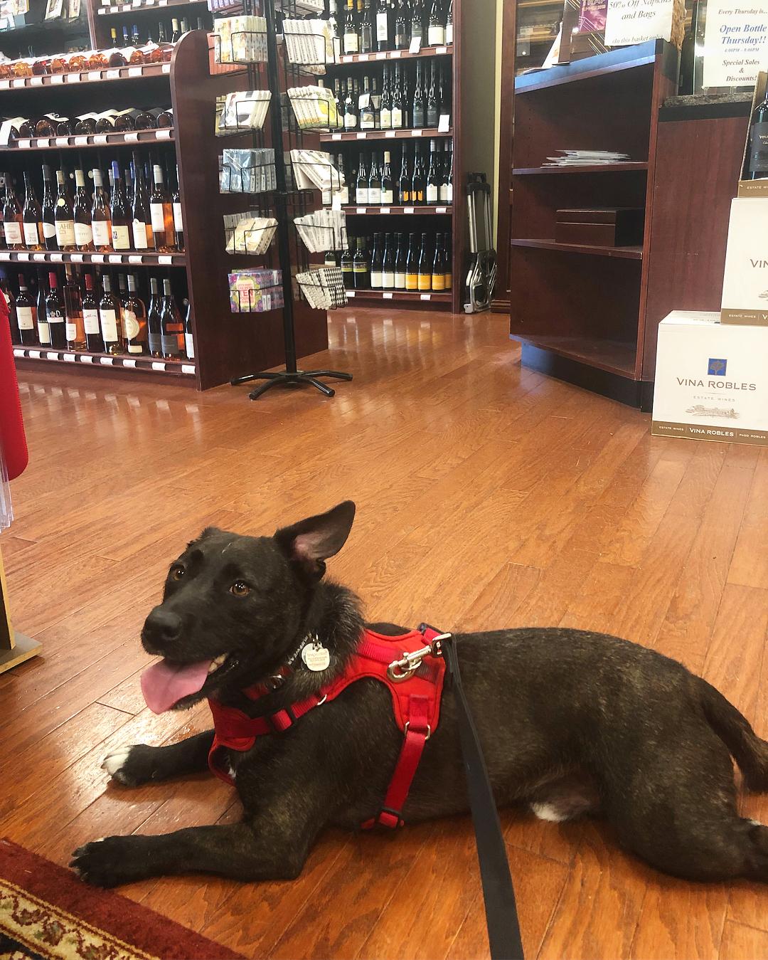 Pet Friendly The Wine Cabinet