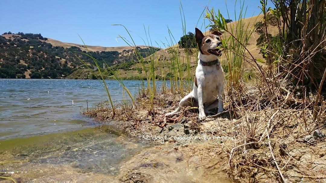 can dogs swim in lake del valle