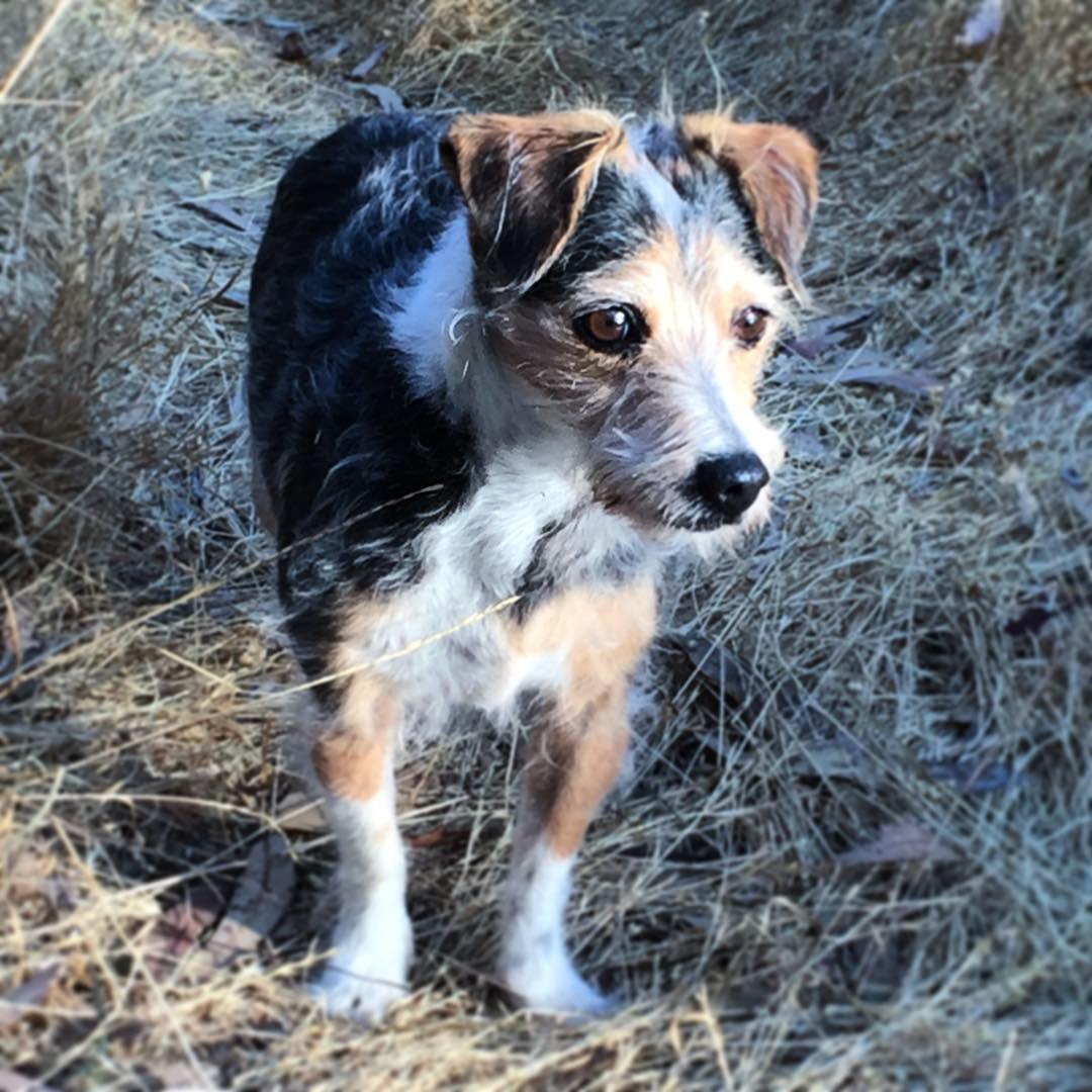 are dogs allowed at point pinole ca