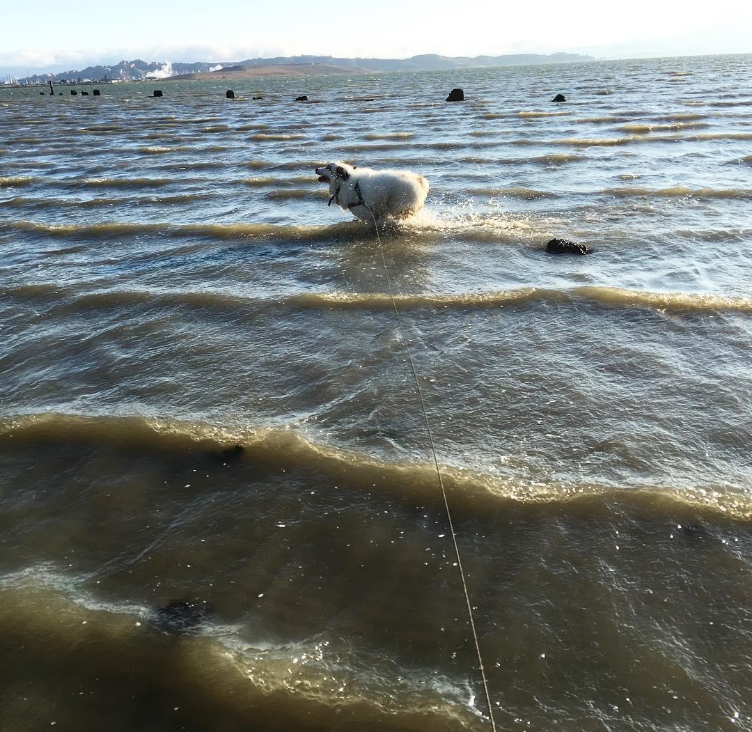 are dogs allowed at point pinole ca