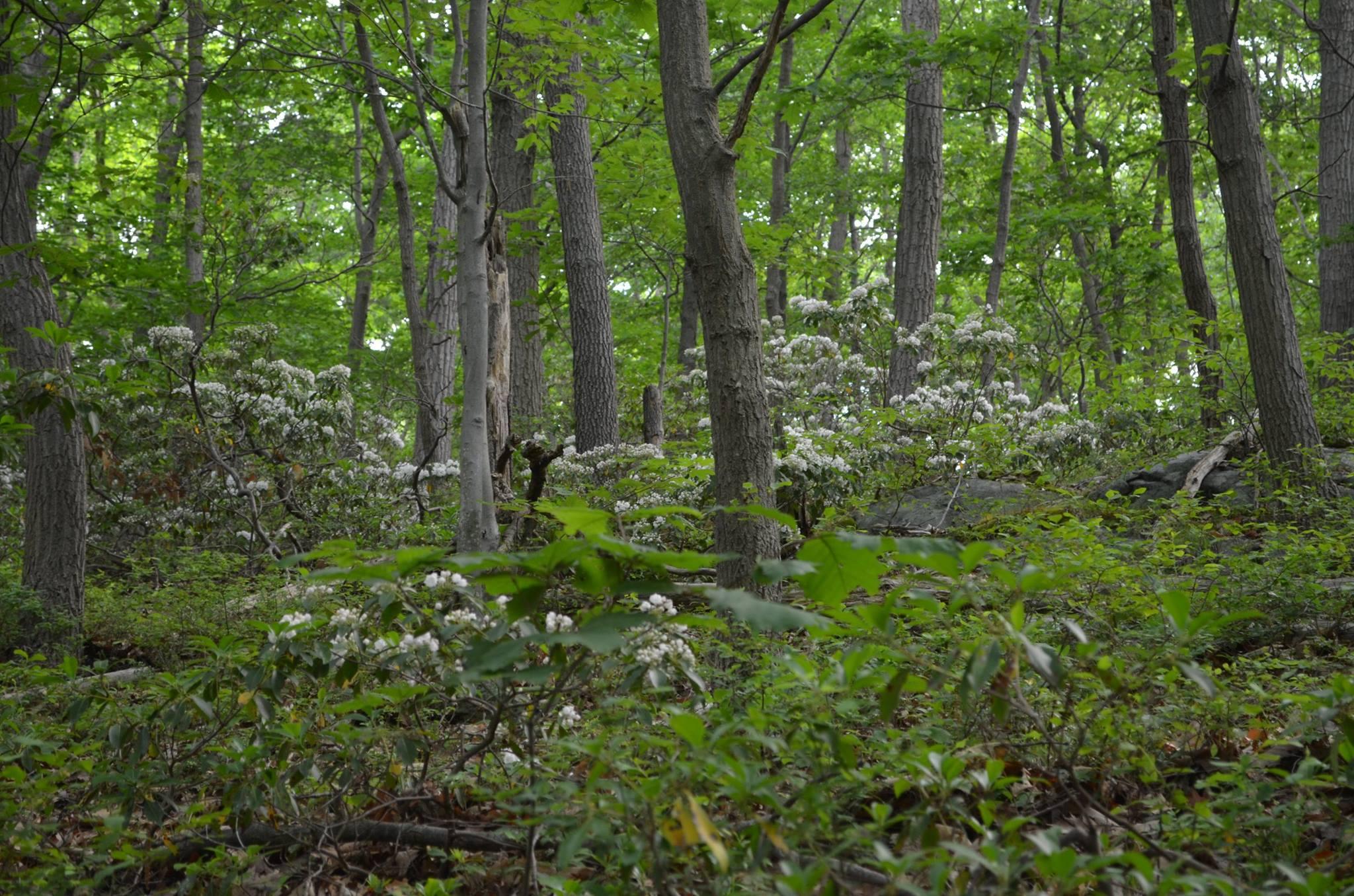 Pet Friendly Black Rock Forest Trail