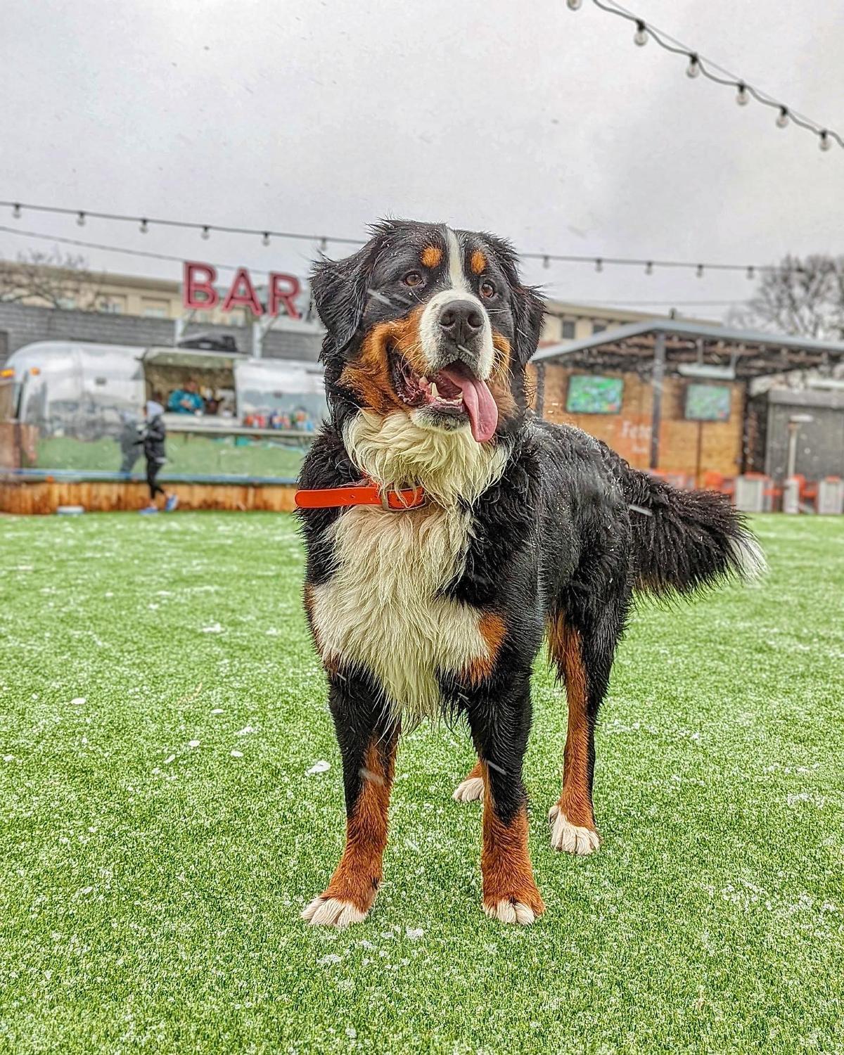 Fetch Park Buckhead fetch-park-buckhead