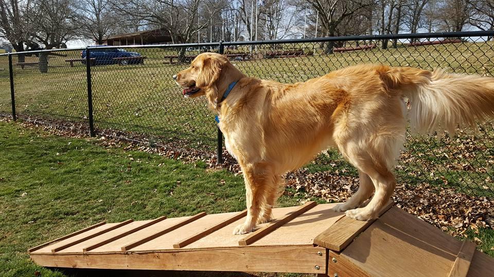 bark hill dog training