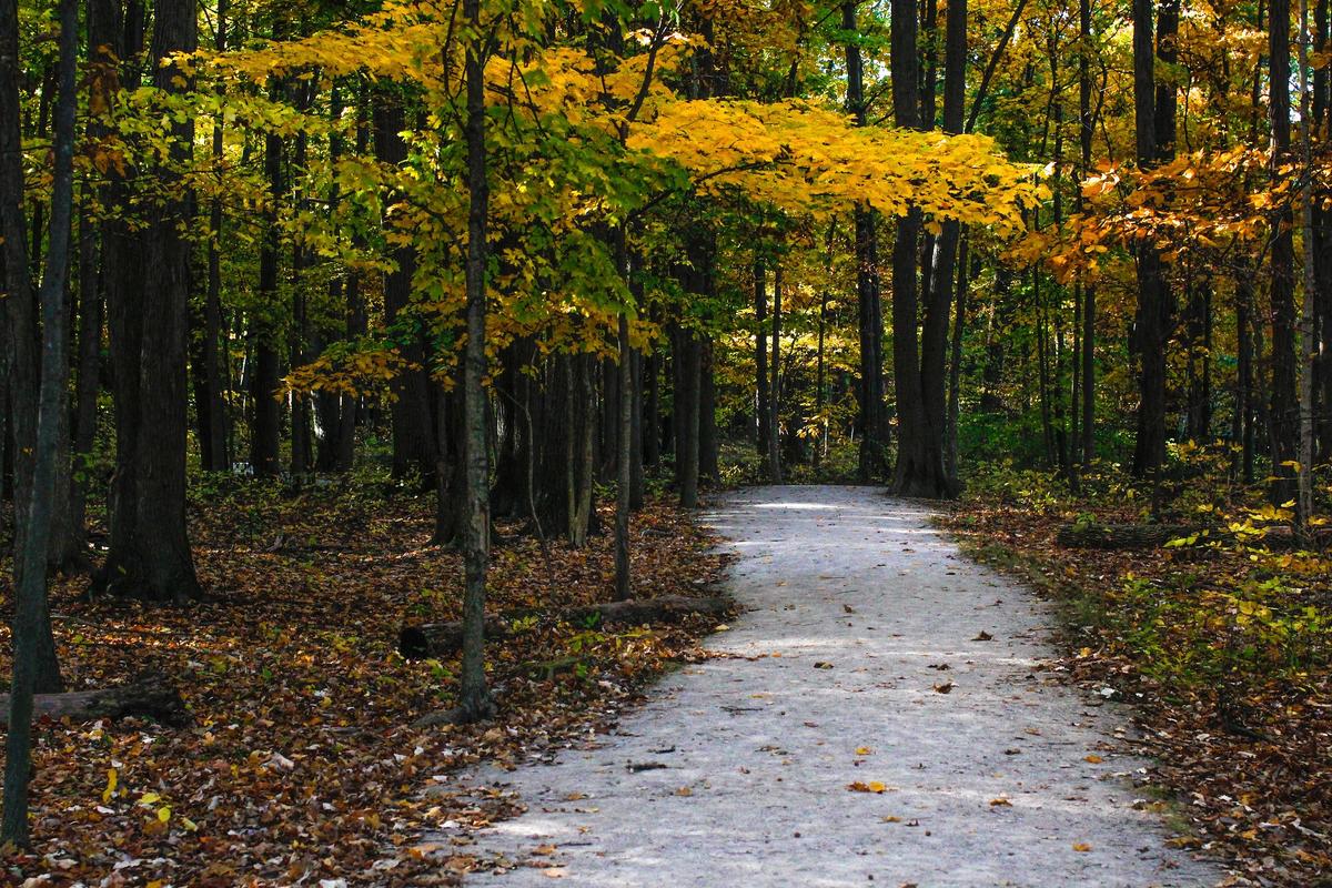 hiking trails allow dogs near me