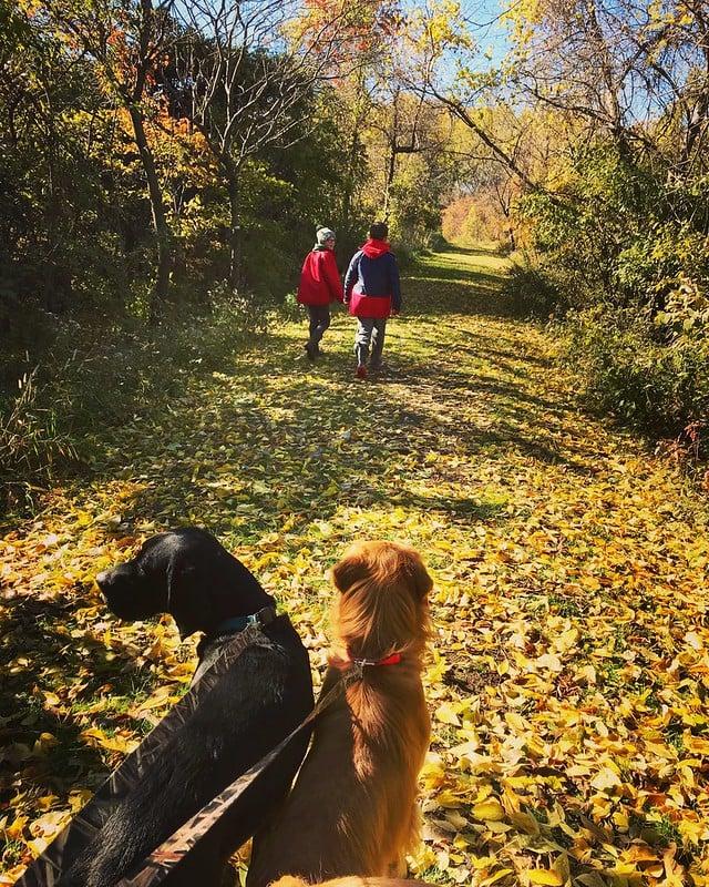 6 Great Fall Activities for Dogs