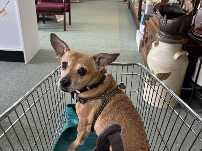 Pet Friendly Hiawassee Antique Mall