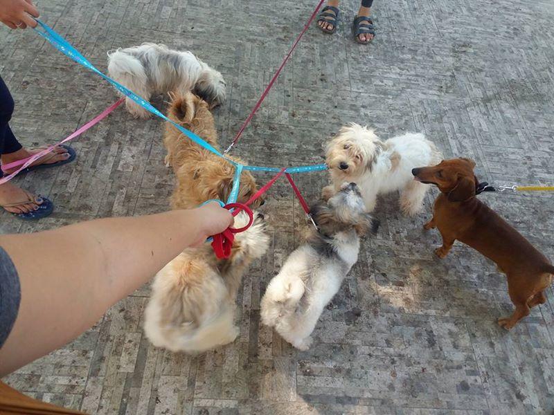 Pet Friendly Rizal Park and Rizal Boulevard Seafront