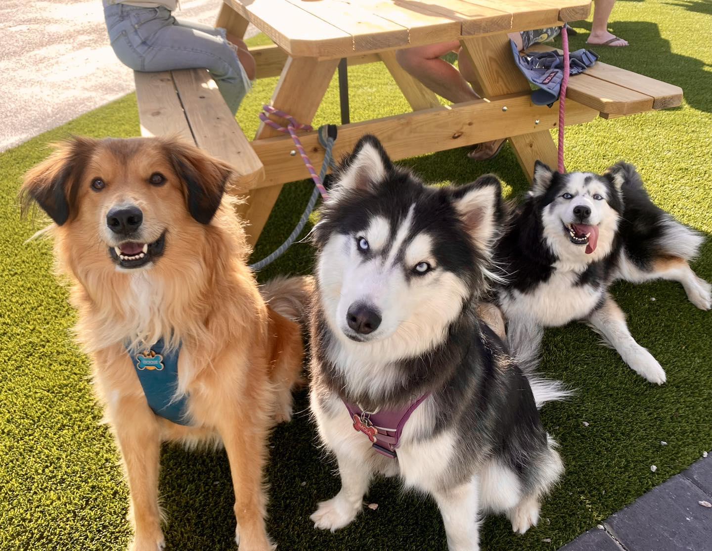 Pet Friendly Pups and Pints