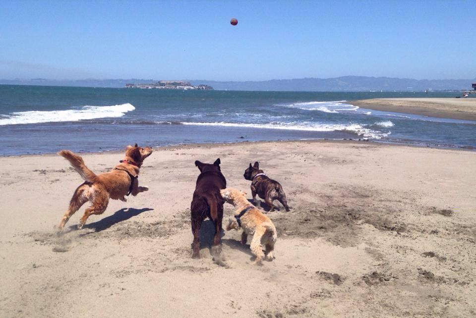 are dogs allowed on alameda beach