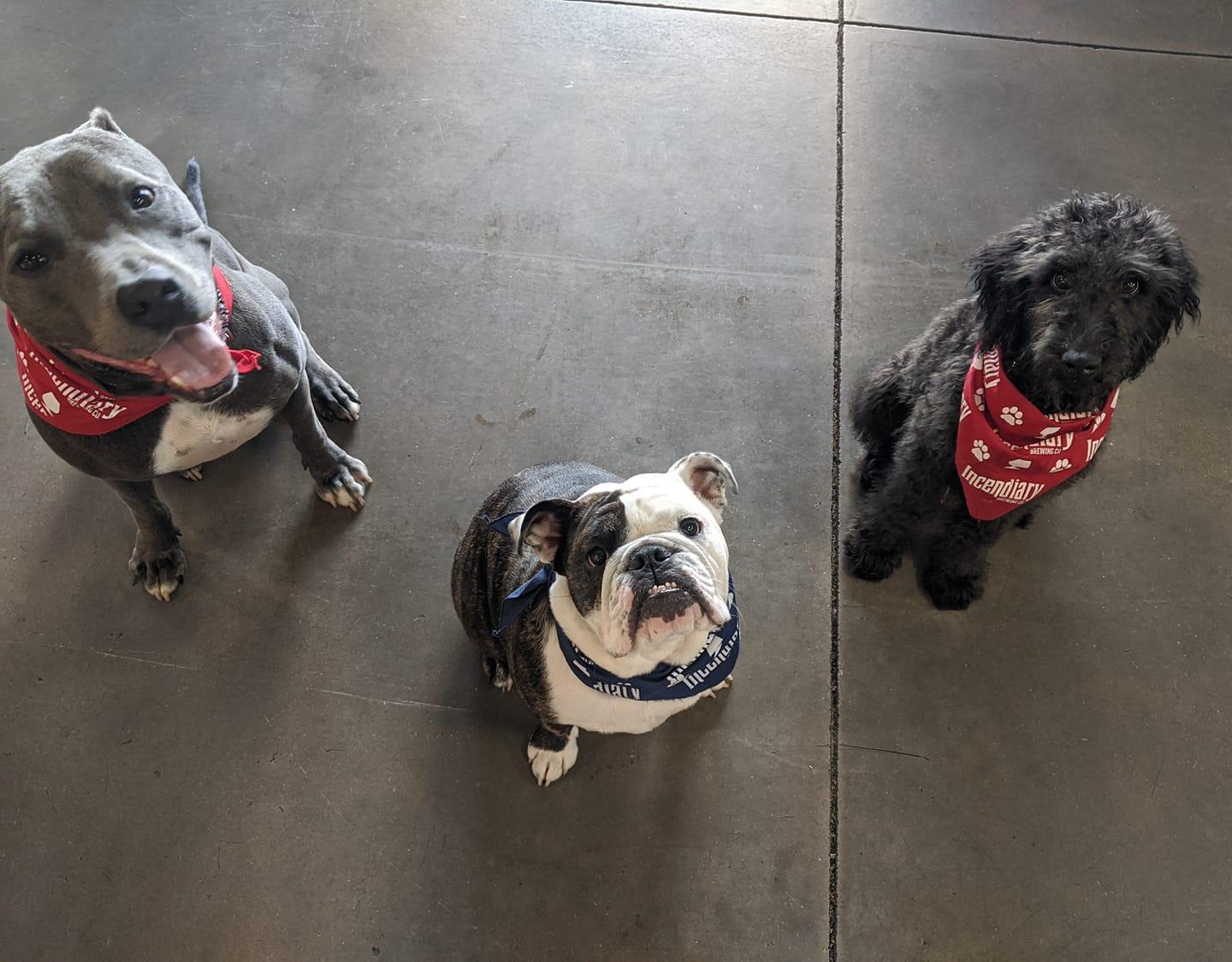 Pet Friendly Incendiary Brewing Company