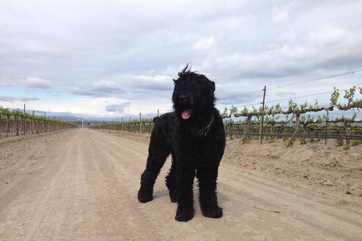 Pet Friendly Airfield Estates Winery