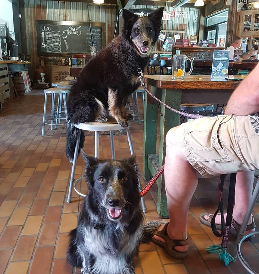 Pet Friendly Old Flame Brewing Co.