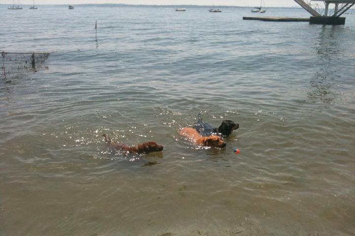 Pet Friendly Larchmont Dog Beach