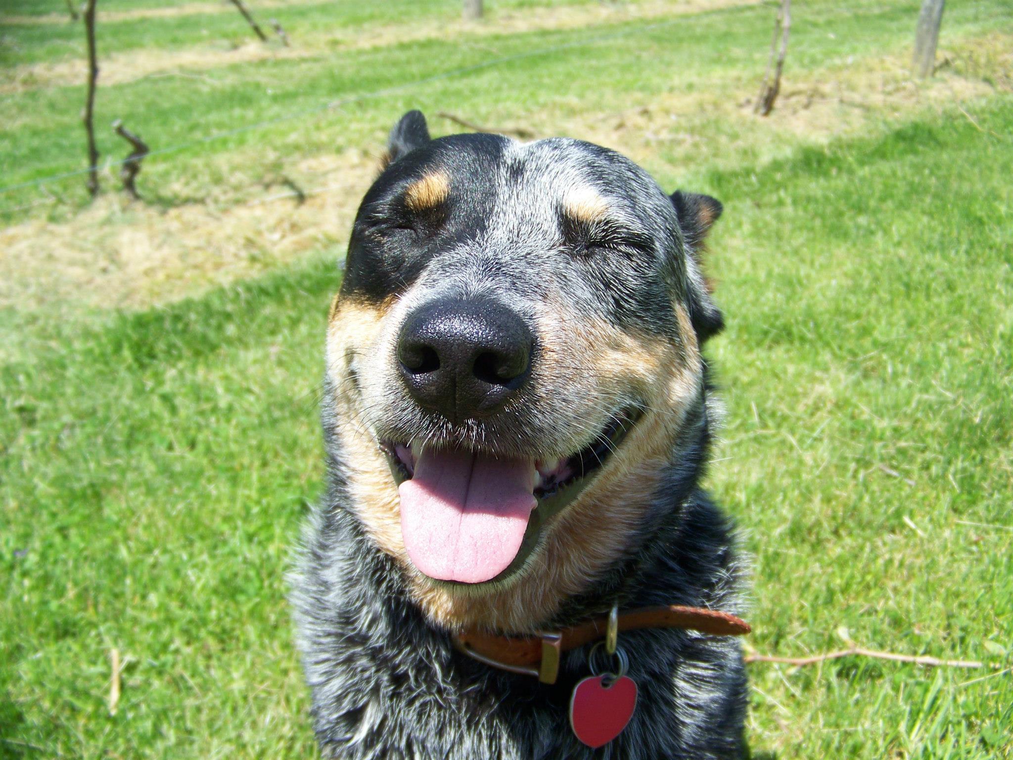 Butler Winery and Vineyards