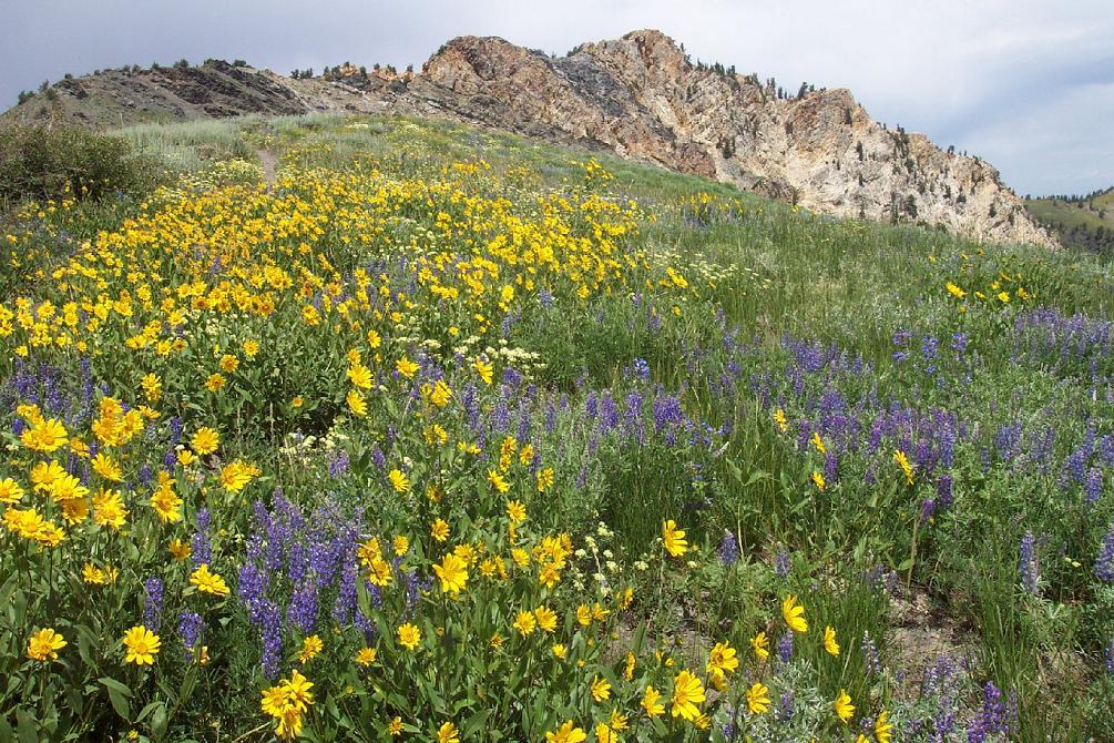 se permiten perros en el bosque nacional uinta wasatch cache