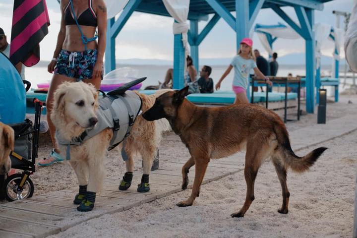 Pet Friendly Monty's Dog Beach & Bar