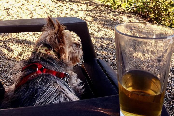 Pet Friendly Currahee Brewing Company