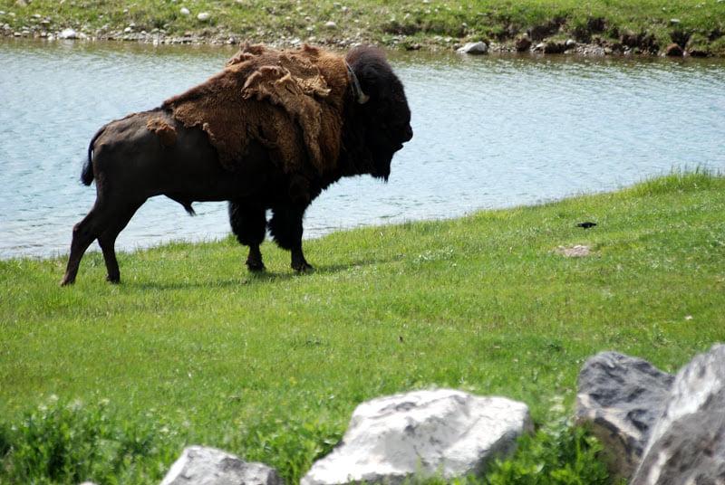Pet Friendly Yellowstone Bear World