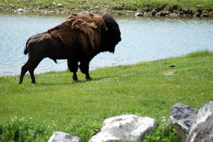 Pet Friendly Yellowstone Bear World
